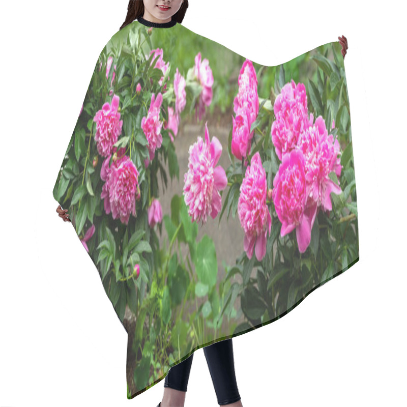 Personality  Bushes With Lush Pink Peonies Grow On A Flower Bed. Gorgeous Flo Hair Cutting Cape