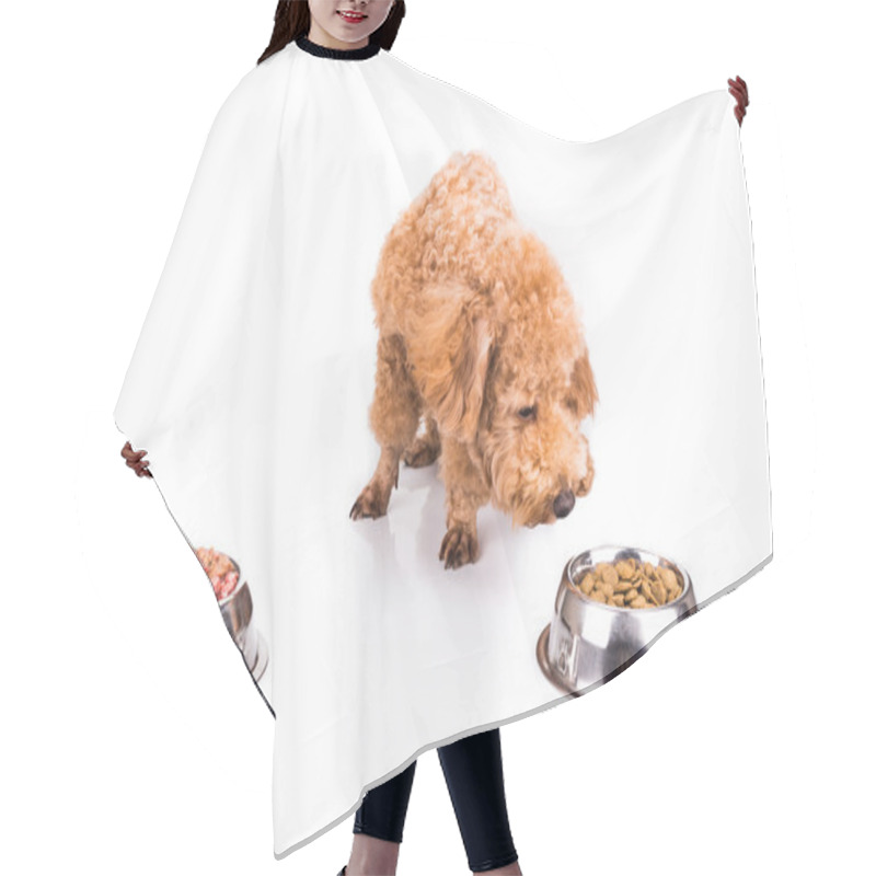 Personality  Poodle Dog Choosing Between Raw Meat Or Kibbles As Meal Hair Cutting Cape