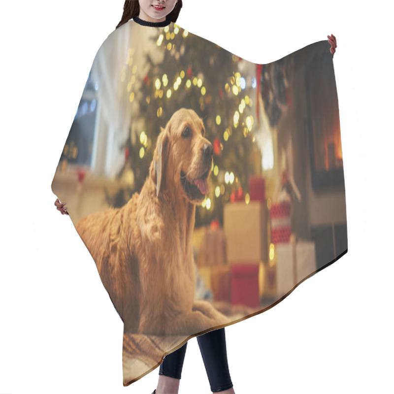 Personality  Cute Purebred Golden Retriever Enjoying The Warmth Inside On A Winter Night: Dog Resting Next To A Fireplace Decorated Christmas Ornaments, Garlands Hair Cutting Cape