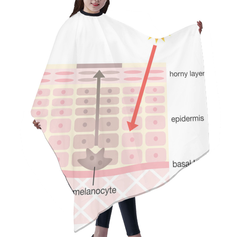 Personality  Infographic Skin Illustration. Skin Mechanism Of Facial Blotches Hair Cutting Cape