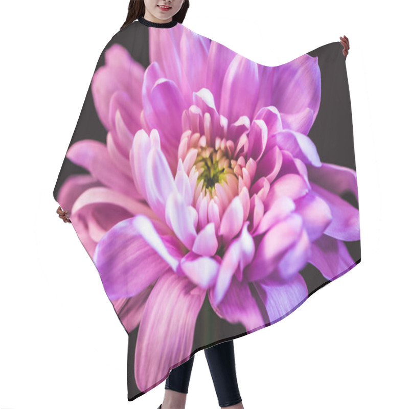 Personality  Close Up Of One Pink Daisy Flower, Isolated On Black Hair Cutting Cape