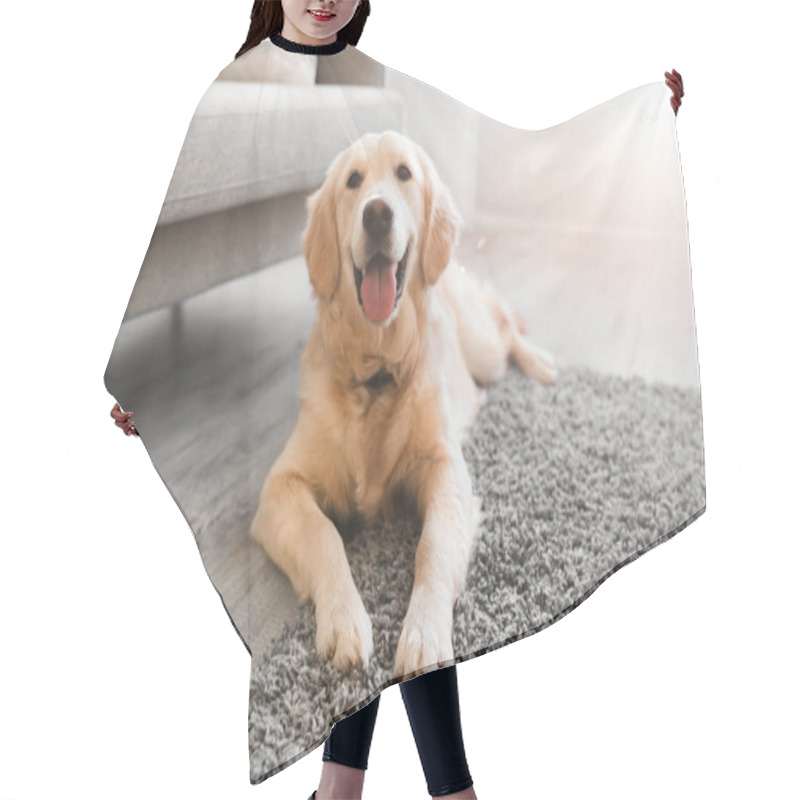 Personality  Portrait Of Cute Healthy Dog Lying On The Floor Carpet Hair Cutting Cape