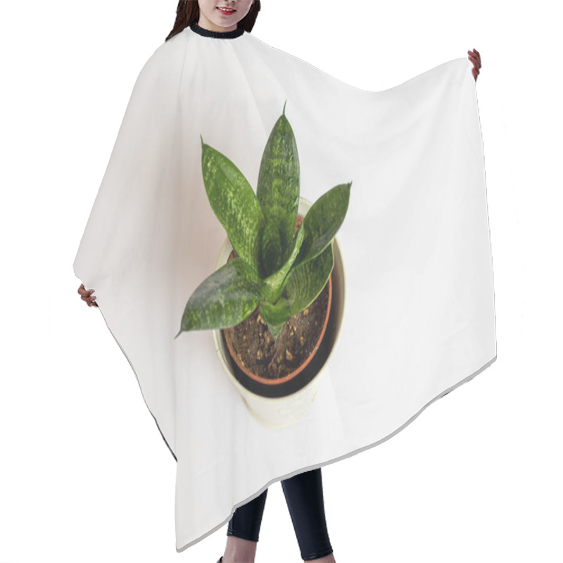 Personality  Sansevieria Hahnii Birds Nest Snake Plant On Isolated White Background Hair Cutting Cape