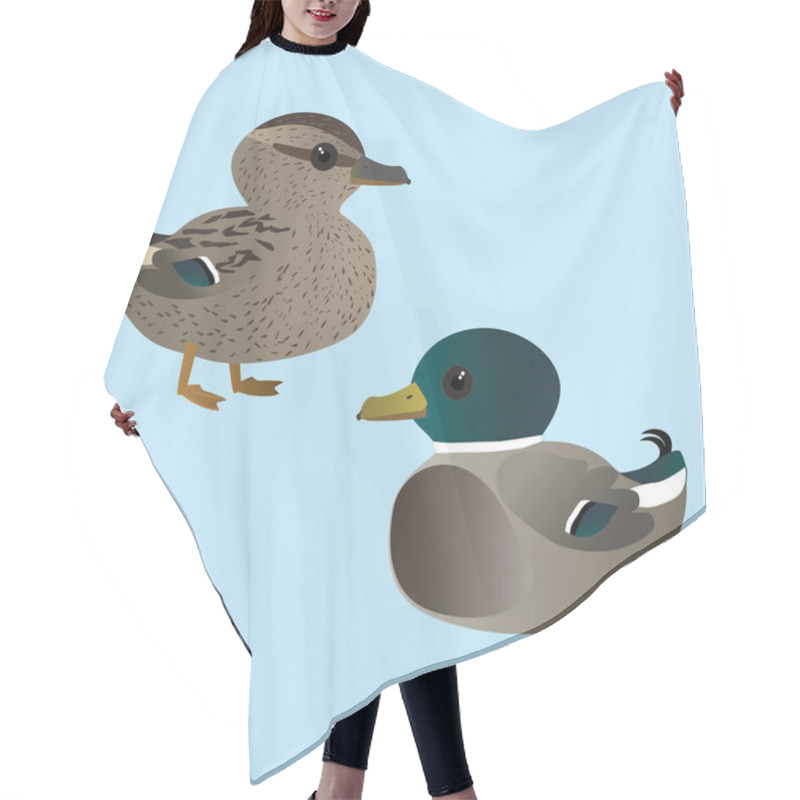 Personality  A Vector Illustration  Of A Couple Of Very Cute Mallards. It Is A Male And A Female Duck. Hair Cutting Cape