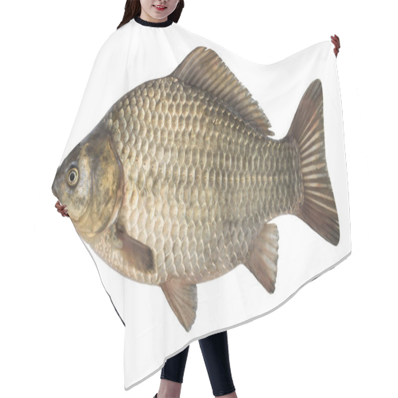 Personality  Raw Fish Crucian Carp Isolated On The White Background, Isolated Hair Cutting Cape