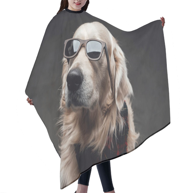 Personality  Cool And Fashionable Dog Golden Retriever Breeds In Dark Background Hair Cutting Cape