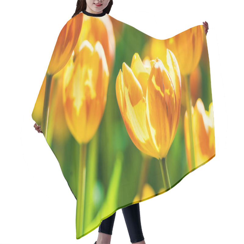 Personality  Yellow And Orange Tulips Blooming Brightly In A Lush Garden Surrounded By Green Leaves, Showcasing The Vibrant Beauty Of Spring. Hair Cutting Cape