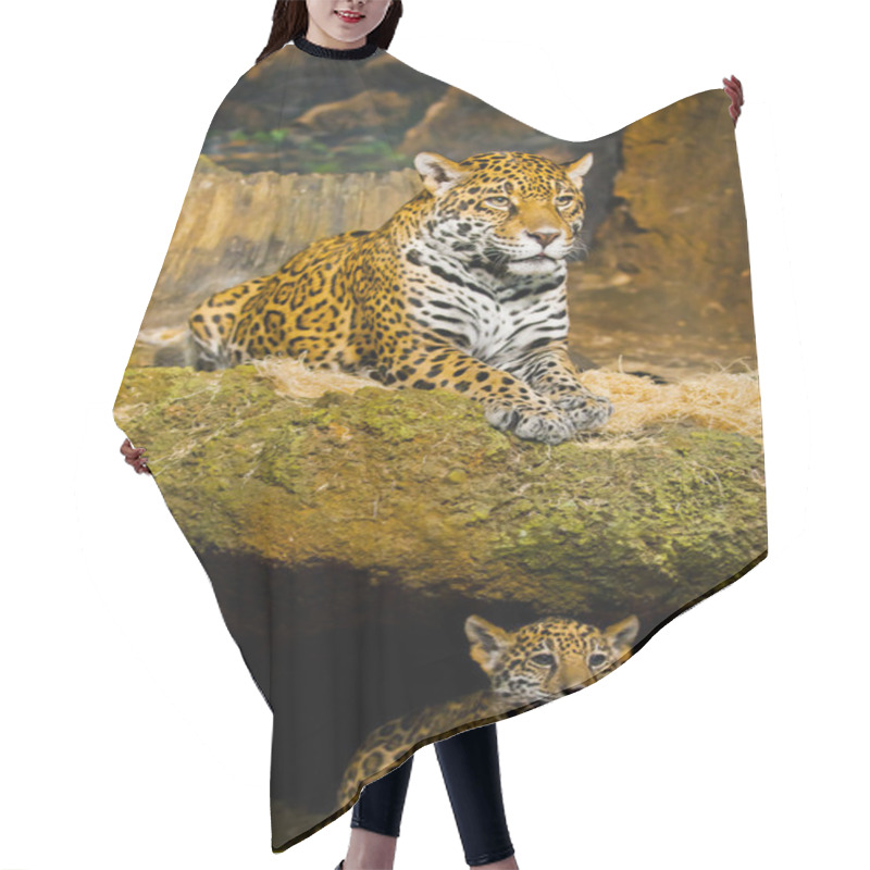 Personality  Jaguar Cubs Hair Cutting Cape