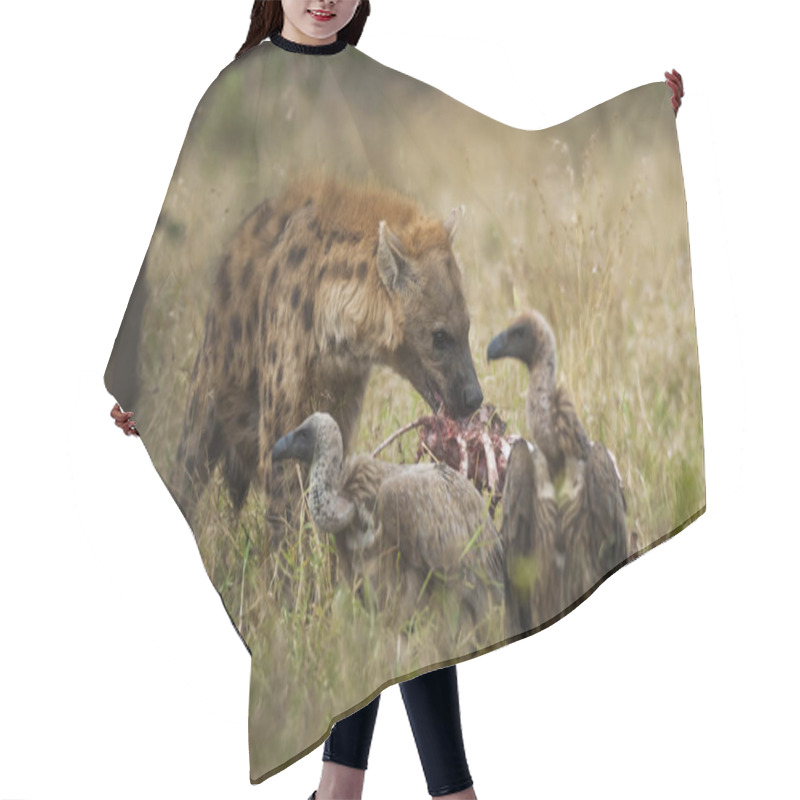 Personality  Hyena In Wild Nature Of South Africa Hair Cutting Cape