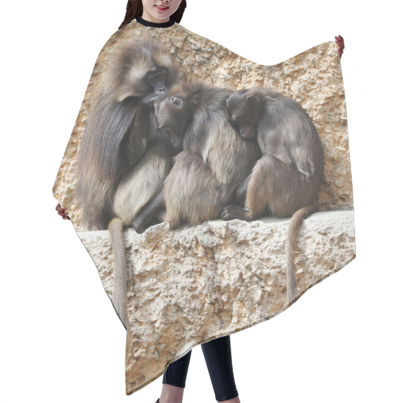 Personality  Three Gelada Baboons On A Rock Hair Cutting Cape