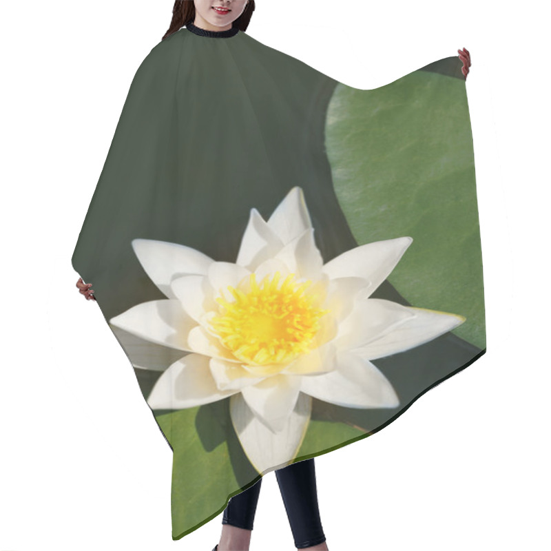 Personality  Beautiful Waterlily On A Pond Hair Cutting Cape