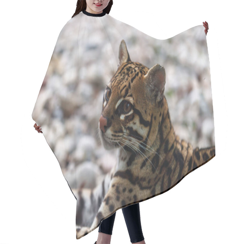 Personality  Close View Of An Ocelot, A Small Wild Cat, Leopardus Pardalis  Hair Cutting Cape