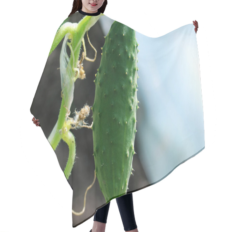 Personality  Cucumber Hair Cutting Cape