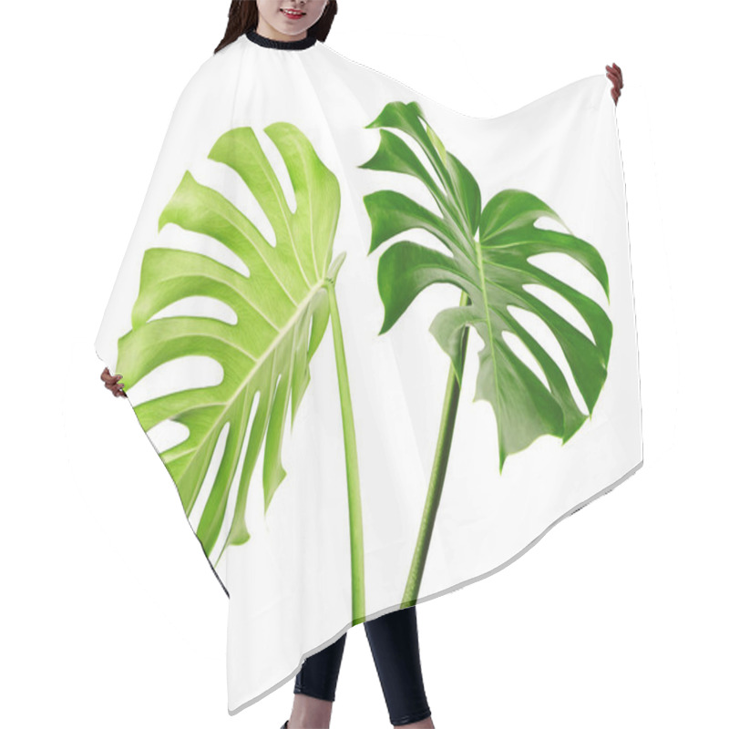 Personality  Monstera Deliciosa Leaf Or Swiss Cheese Plant, Isolated On White Background, With Clipping Path Hair Cutting Cape