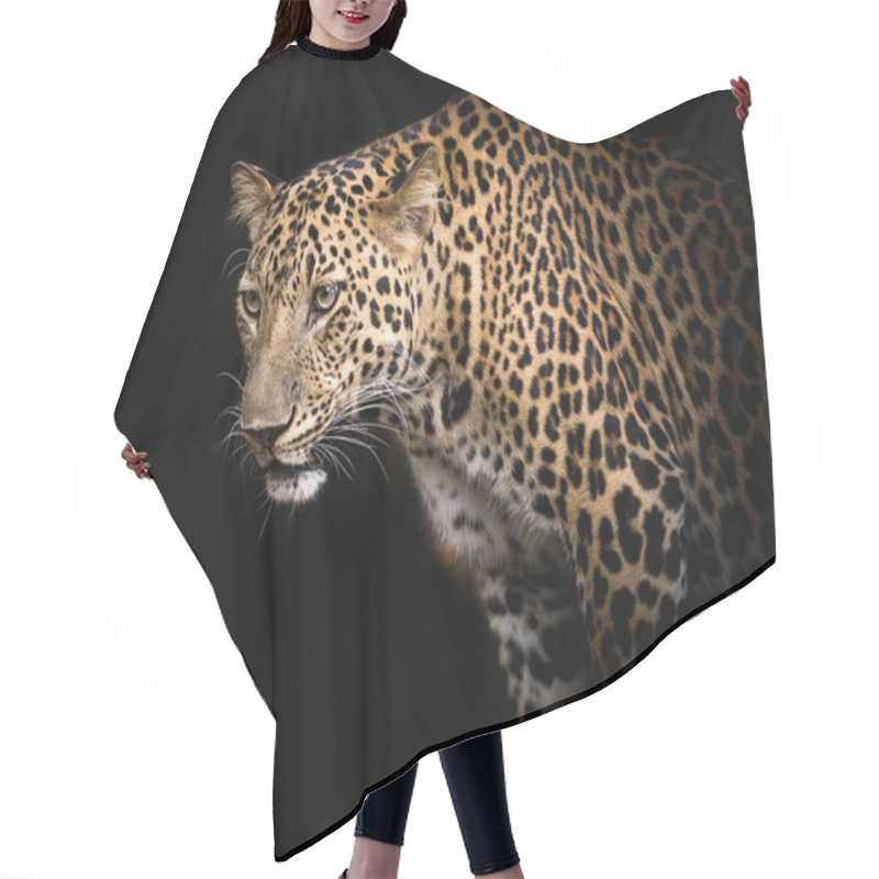 Personality  Young Leopard Staring Victims In Nature. Hair Cutting Cape