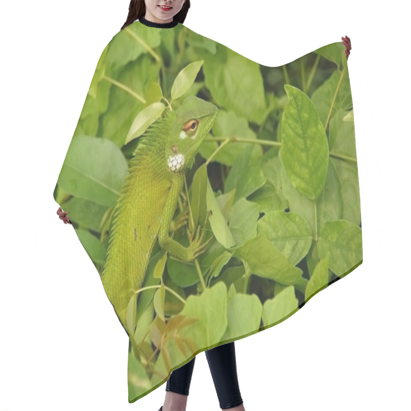 Personality  Variable Lizard In The Green Background Hair Cutting Cape