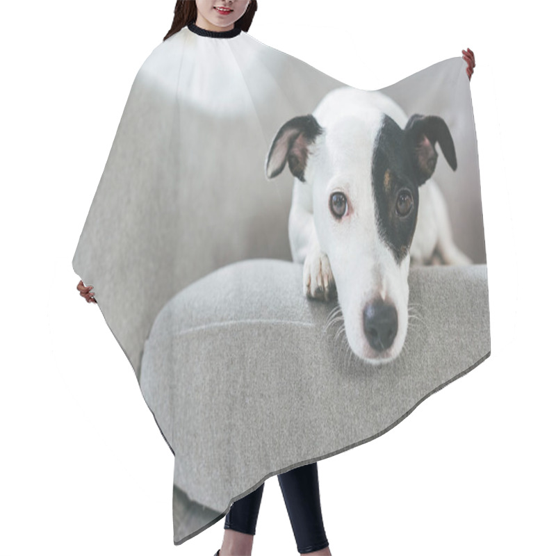 Personality  Sad Jack Russell Terrier Dog Lying On Armchair Hair Cutting Cape