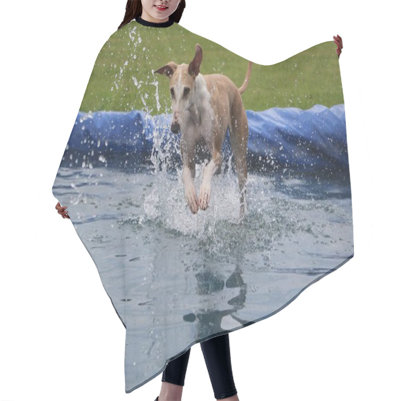 Personality  Funny Galgo Is Jumping In The Pool Hair Cutting Cape