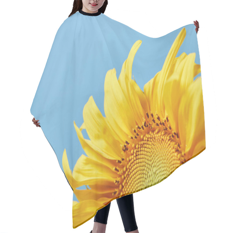 Personality  Beautiful Yellow Sunflower, Isolated On Blue With Copy Space Hair Cutting Cape