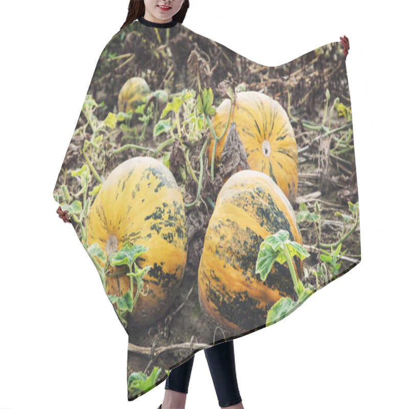 Personality  Yellow Ripe Pumpkins In The Field Hair Cutting Cape