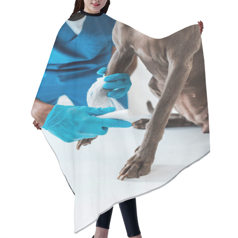 Personality  Partial View Of Veterinarian Bandaging Paw Of Grey Dog Sitting On Table Hair Cutting Cape