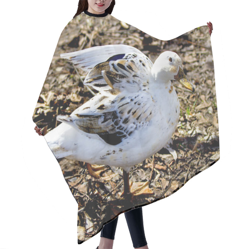 Personality  White Duck Probably Mix Wild And Tame Duck Hair Cutting Cape