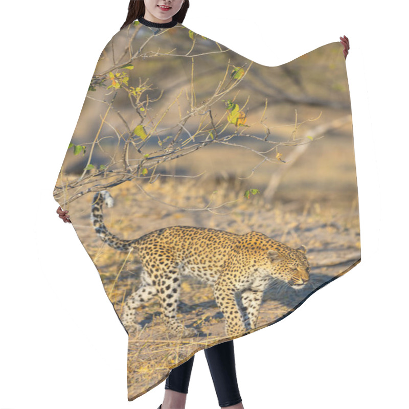 Personality  A Stealthy Leopard Moves Gracefully Through The Dry Grasslands, Its Spotted Coat Blending Seamlessly With The Sunlit, Arid Environment Dotted With Sparse Trees. Hair Cutting Cape