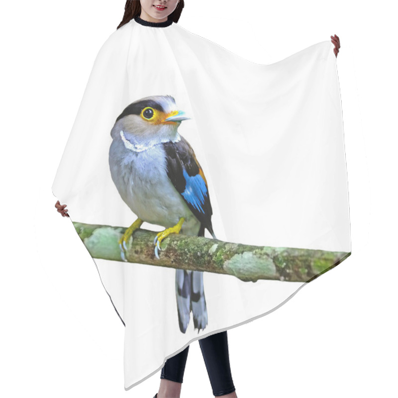 Personality  Female Silver-breasted Broadbill Hair Cutting Cape