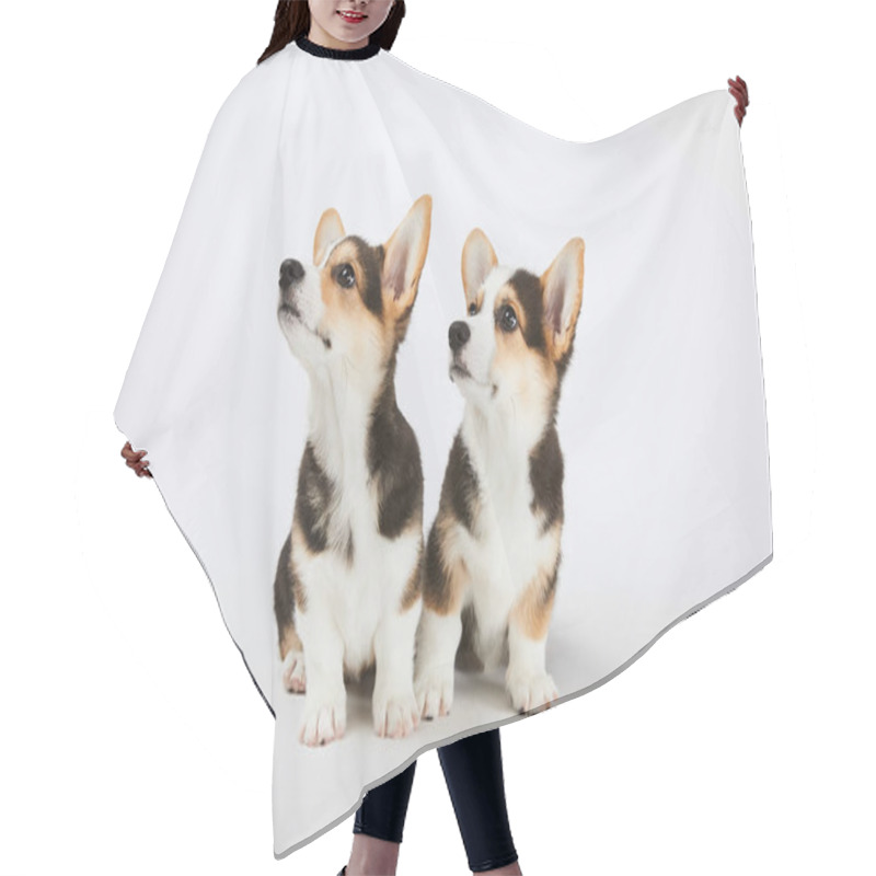 Personality  Cute Welsh Corgi Puppies Looking Away On White Background Hair Cutting Cape