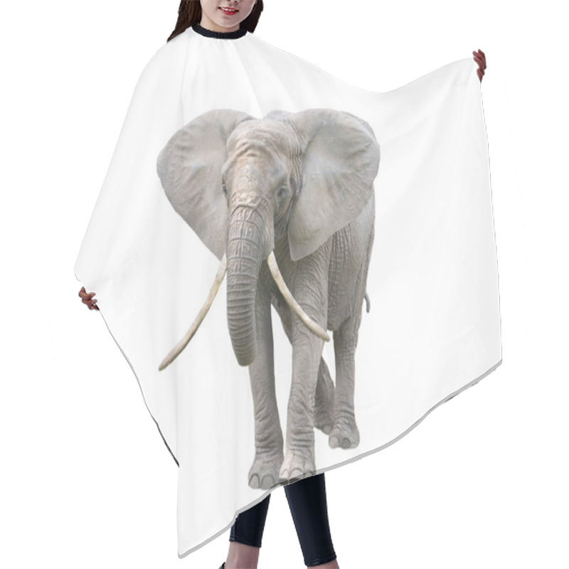 Personality  Elephant With Raised Trunk Isolated On White Background Hair Cutting Cape