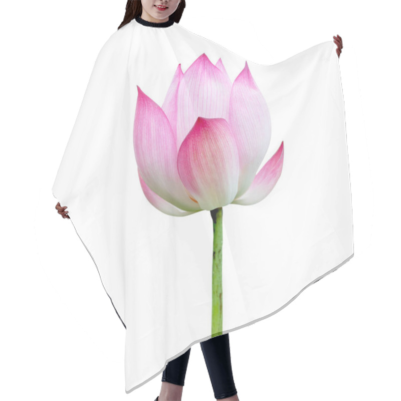 Personality  Pink Lotus Flower Isolated On White Background. File Contains With Clipping Path. Hair Cutting Cape