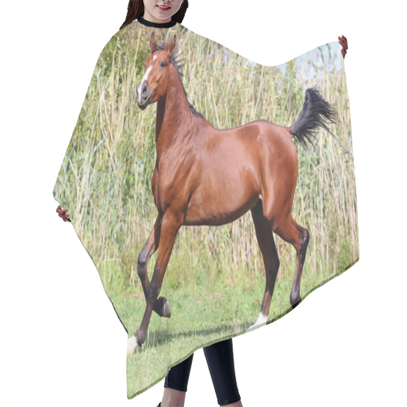 Personality  Beautiful Arabian Breed Horse Running On The Field Hair Cutting Cape