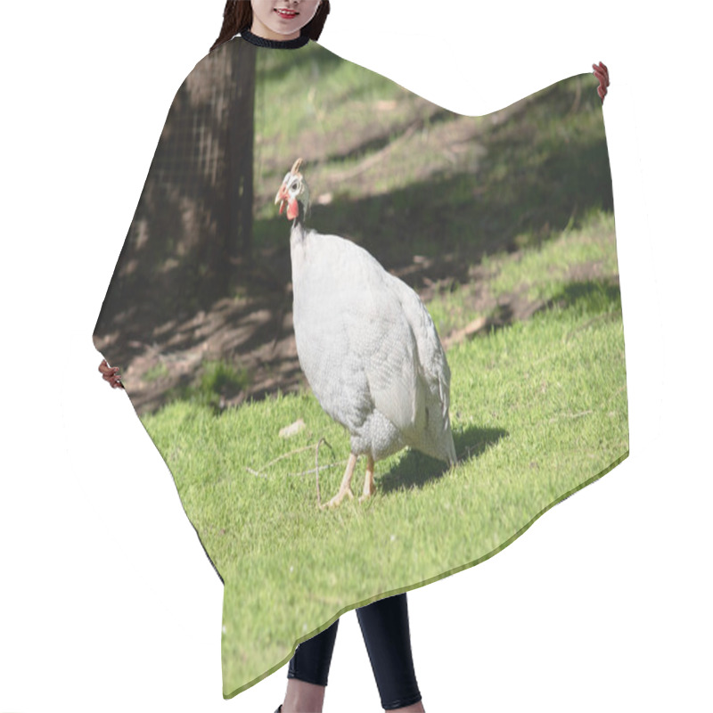 Personality  The Helmeted Guinea Fowl Is Gray-black Speckled With White. Hair Cutting Cape