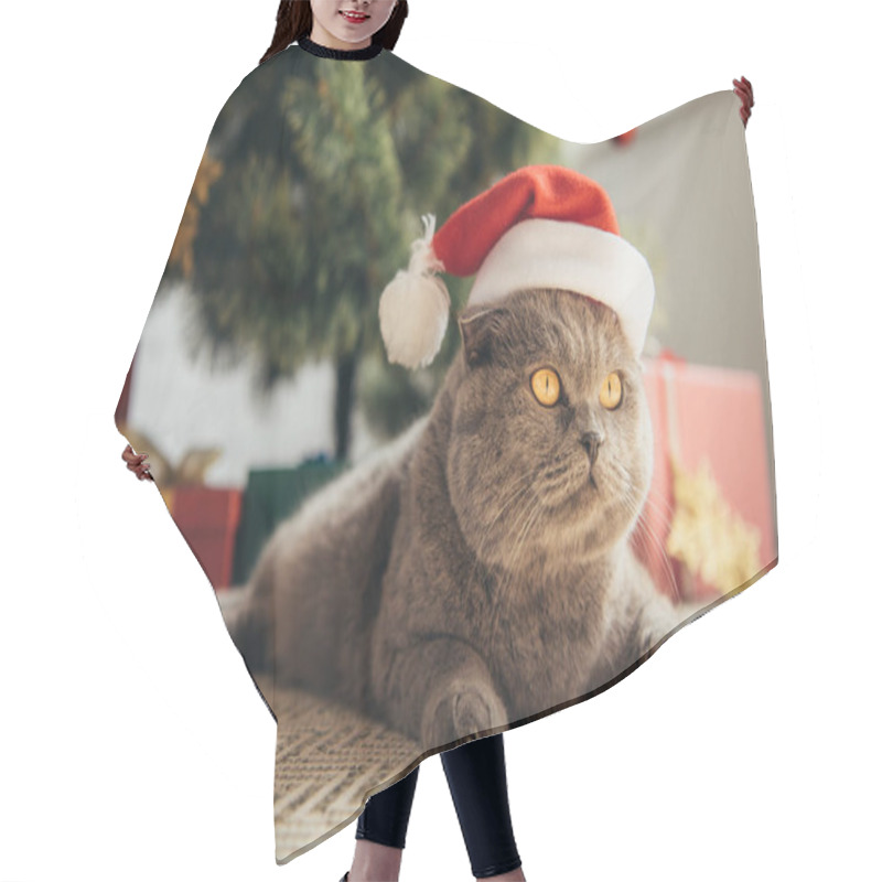 Personality  Furry Scottish Fold Cat In Santa Hat Lying Under Christmas Tree Hair Cutting Cape