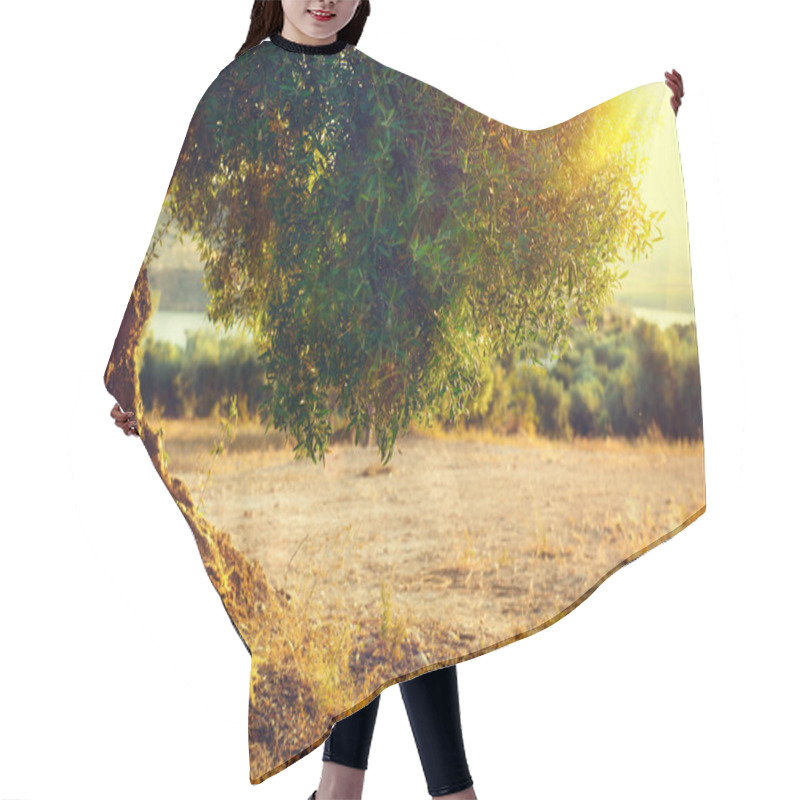 Personality  Plantation Of Olive Trees At Sunset. Hair Cutting Cape