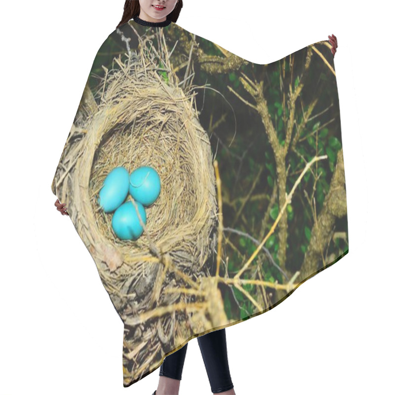 Personality  Robin's Nest With Three Bright Blue Eggs Surrounded By Branches And Greenery. Three Bright Blue Turdus Migratorius Eggs Within The Grass Laden Nest Is Springtime.  Hair Cutting Cape