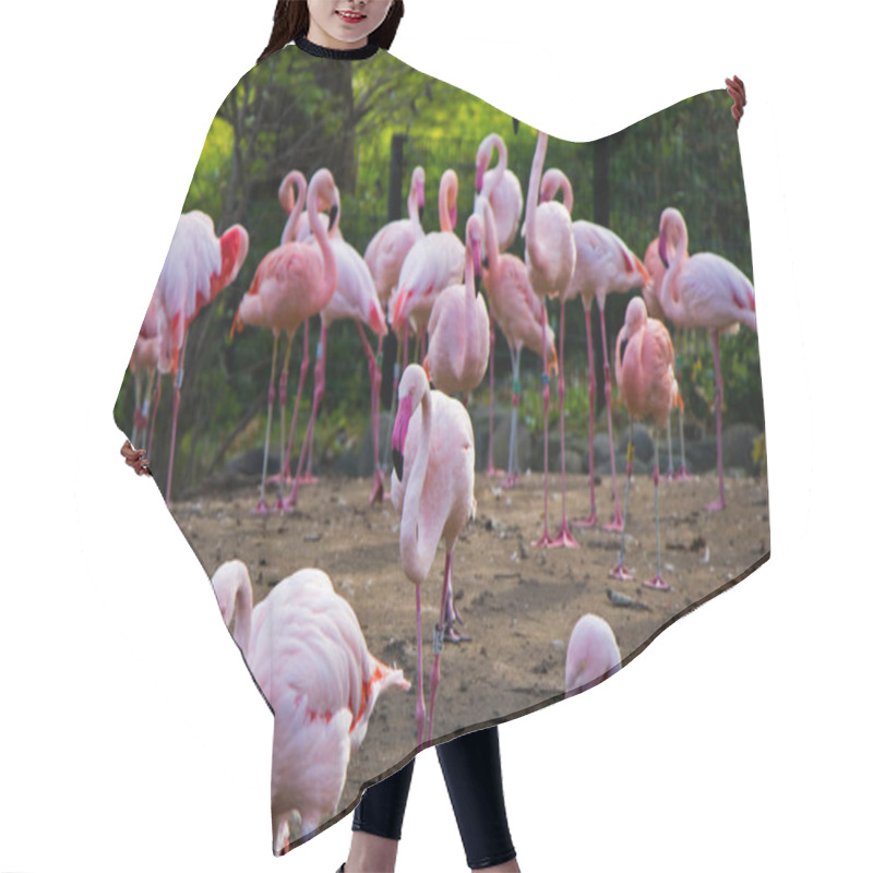 Personality  Large Group Of Pink Or Red Flamingos In The Berlin Zoo Hair Cutting Cape