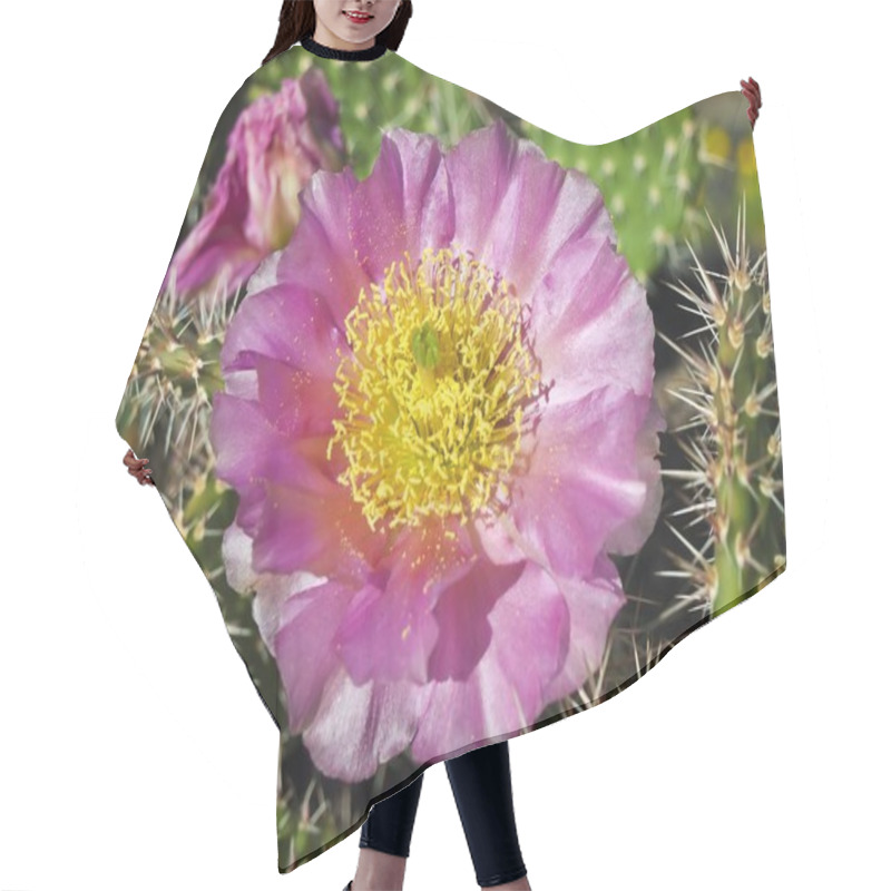 Personality  Blooming Cactus, Flowers Bloom On Cactus  Hair Cutting Cape