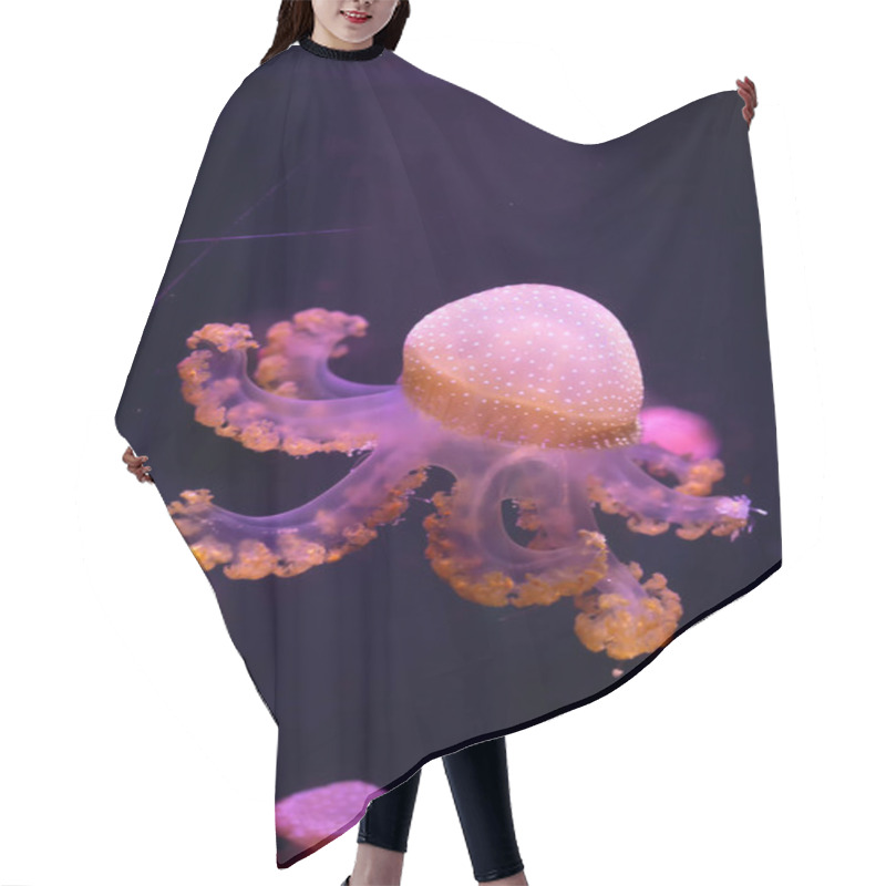 Personality  Close-up Jellyfish, Medusa In Fish Tank With Neon Light. Jellyfi Hair Cutting Cape