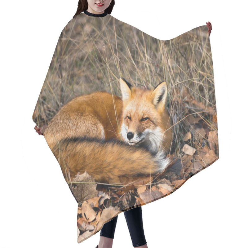 Personality  Red Fox Photo Stock. Red Fox In The Forest Resting On Brown Autumn Leaves In Its Environment And Habitat, Displaying Fox Tail, Fox Fur. Fox Image. Fox Picture. Fox Portrait. Hair Cutting Cape