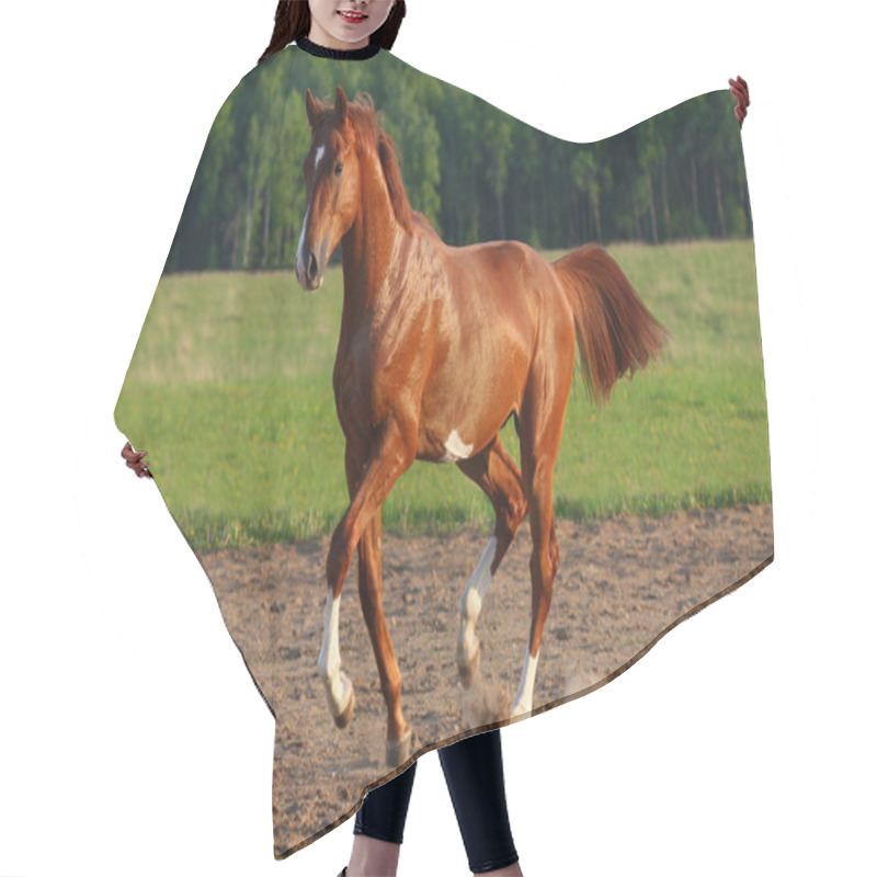 Personality  Dancing Horse Hair Cutting Cape