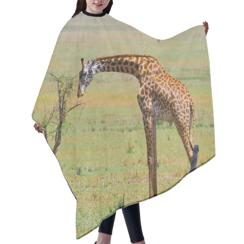 Personality  One Giraffe (Giraffa Camelopardalis) Hair Cutting Cape