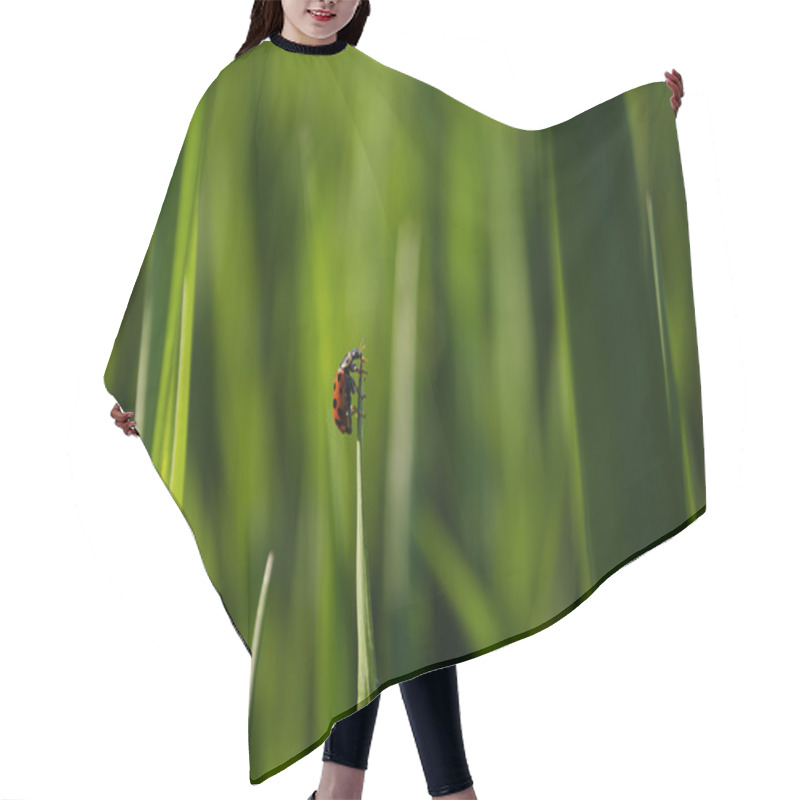 Personality  A Small Insect Hair Cutting Cape