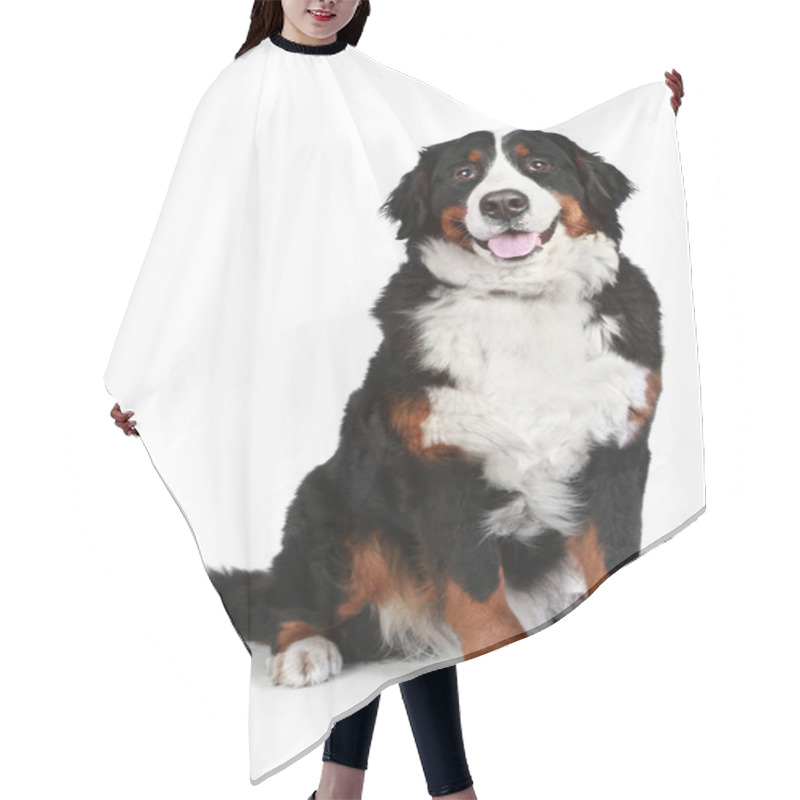 Personality  Bernese Mountain Dog On White Background Hair Cutting Cape