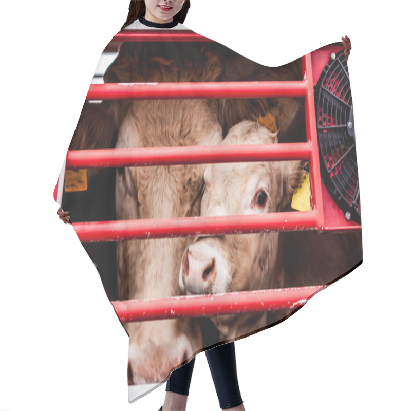 Personality  Pleading Eyes Of Cows Behind Fence Hair Cutting Cape