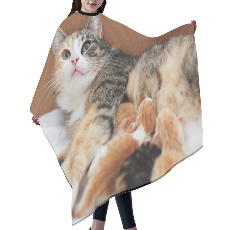 Personality  Cat Feeding Little Kittens  Hair Cutting Cape