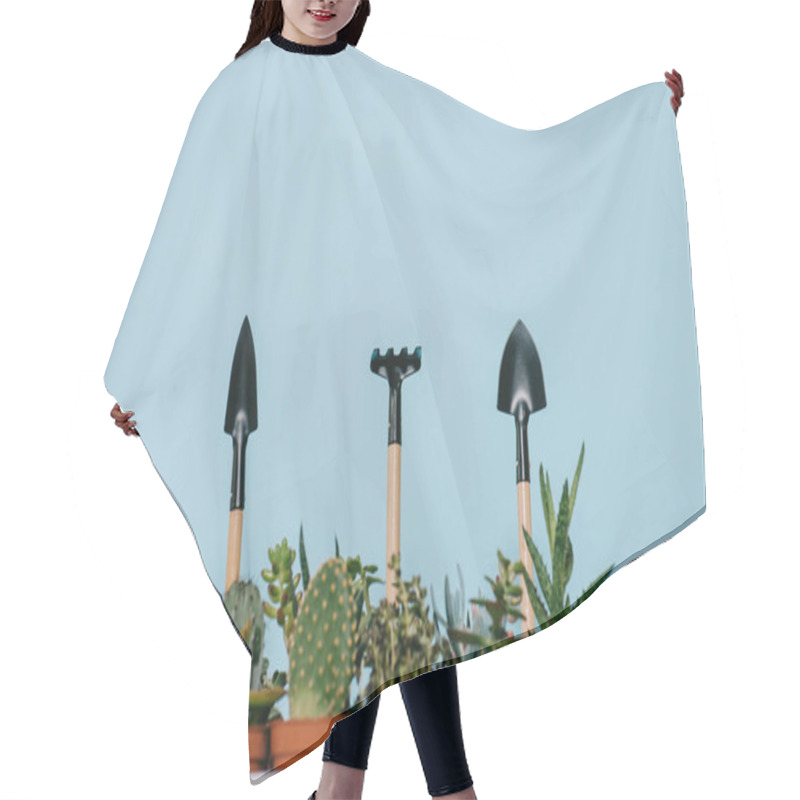 Personality  Green Succulents In Pots And Rake With Shovels Isolated On Grey  Hair Cutting Cape