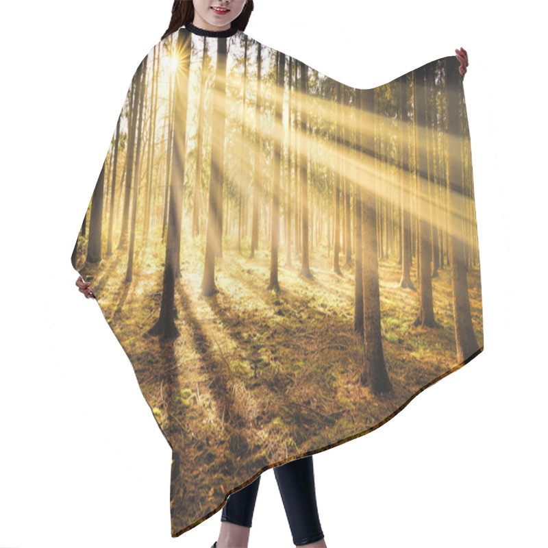 Personality  Sunny Forest Early In The Morning. Sunrise Sunlight Rays Nature Background Autimn Seasonal Atmosphere Concept. Hair Cutting Cape