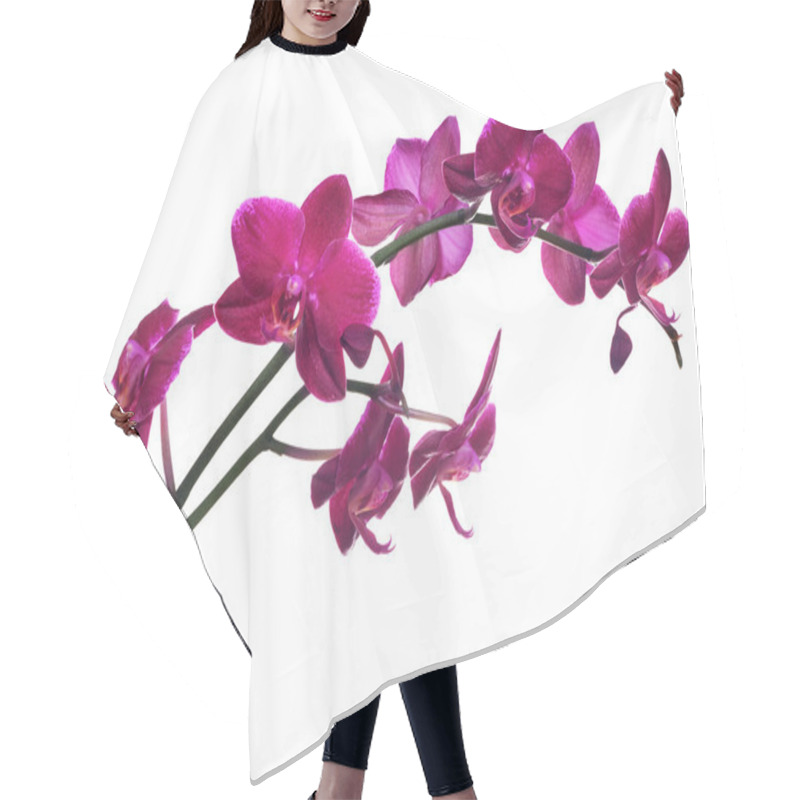 Personality  Isolated On White Branch With Many Dark Pink Orchids Hair Cutting Cape