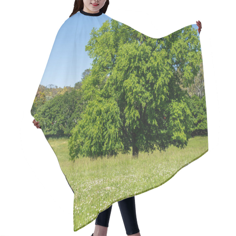 Personality  Trees In A Meadow On A Farm In A Country Estate On A Farm In Spring Hair Cutting Cape